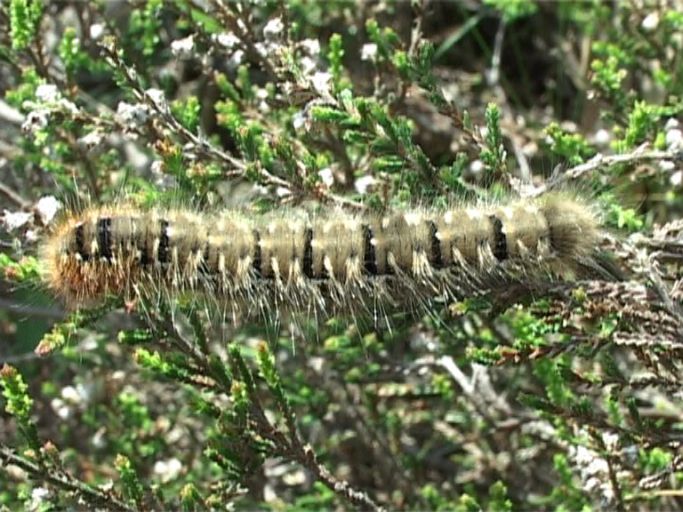 Eichenspinner ( Lasiocampa quercus ), Raupe des Eichenspinners : Brüggen, Brachter Wald, 28.05.2006